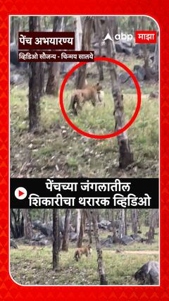 Pench Leopard : पेंचच्या जंगलात बिबट्याने माकडावर घातली झडप; शिकारीचा थरारक व्हिडिओ