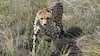 MP: Namibian Cheetah 'Pawan' Dies At Kuno National Park—Second Fatality In Under A Month