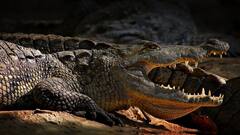 Crocodile: भोजन करते समय रोता है ये जानवर, बेहद रोचक है इसके पीछे की वजह