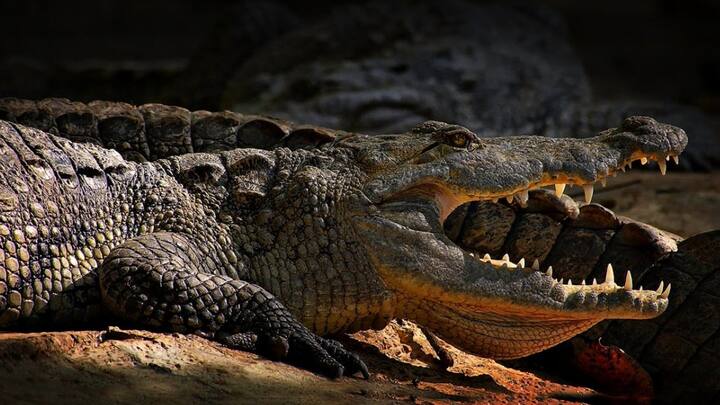 इंसान हो या जानवर खाना हर किसी के लिए बहुत जरूरी है. कुछ जानवर और इंसान शाकाहारी होते है और कुछ मांसाहारी होते है.