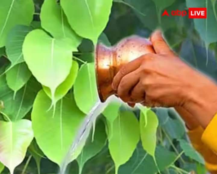 ਇੱਕ ਮਾਨਤਾ ਹੈ ਕਿ ਪਿੱਪਲ ਦੇ ਦਰੱਖਤ ਵਿੱਚ ਪੂਰਵਜ ਰਹਿੰਦੇ ਹਨ। ਇਸ ਲਈ, ਵੈਸਾਖ ਪੂਰਨਿਮਾ ਦੇ ਦਿਨ, ਇੱਕ ਗੜਬੀ ਵਿੱਚ ਪਾਣੀ ਵਿੱਚ ਦੁੱਧ ਅਤੇ ਕਾਲੇ ਤਿਲ ਮਿਲਾ ਕੇ ਪੀਪਲ ਦੇ ਦਰੱਖਤ ਨੂੰ ਚੜ੍ਹਾਓ। ਪੂਰਵਜ ਇਸ ਤੋਂ ਖੁਸ਼ ਹੋ ਕੇ ਅਸੀਸ ਦਿੰਦੇ ਹਨ।