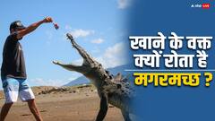 Crocodile: भोजन करते समय रोता है ये जानवर, बेहद रोचक है इसके पीछे की वजह