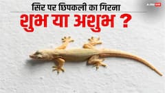 Astrology: सिर पर छिपकली का गिरना अशुभ होता है या बहुत ही शुभ?