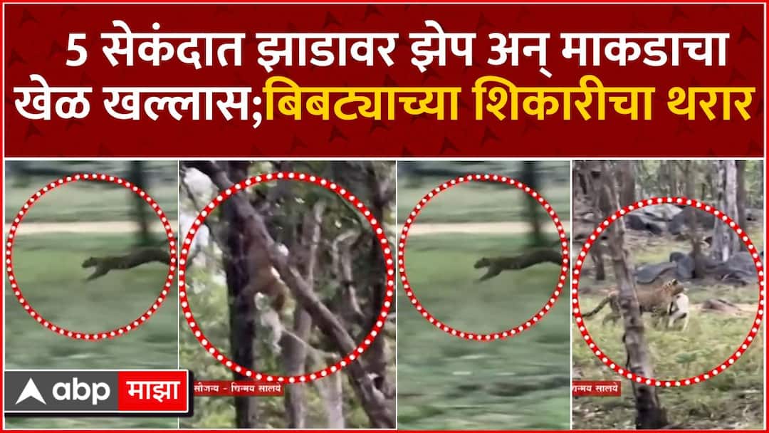 Leopard Attack  a monkey sitting on a tree in five second Viral Video Pench Temple झाडावर बसलेल्या माकडावर बिबट्याचा हल्ला, एक चूक अन् माकड्याचा खेळ खल्लास! खतरनाक व्हिडीओ व्हायरल