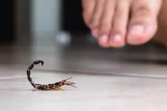 ਸਾਵਧਾਨ! ਗਰਮੀਆਂ 'ਚ ਇਹ ਛੋਟਾ ਜਿਹਾ ਜੀਵ ਹੁੰਦਾ ਸਰਗਰਮ, ਇਸਦਾ ਡੰਗ ਲੈ ਸਕਦਾ ਜਾਨ