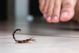 ਦੱਸ ਦੇਈਏ ਕਿ ਇਹ ਜੀਵ ਗਰਮੀਆਂ ਵਿੱਚ ਸਰਗਰਮ ਹੁੰਦੇ ਹਨ। ਅਸੀ ਬਿੱਛੂ ਦੀ ਗੱਲ਼ ਕਰ ਰਹੇ ਹਾਂ।