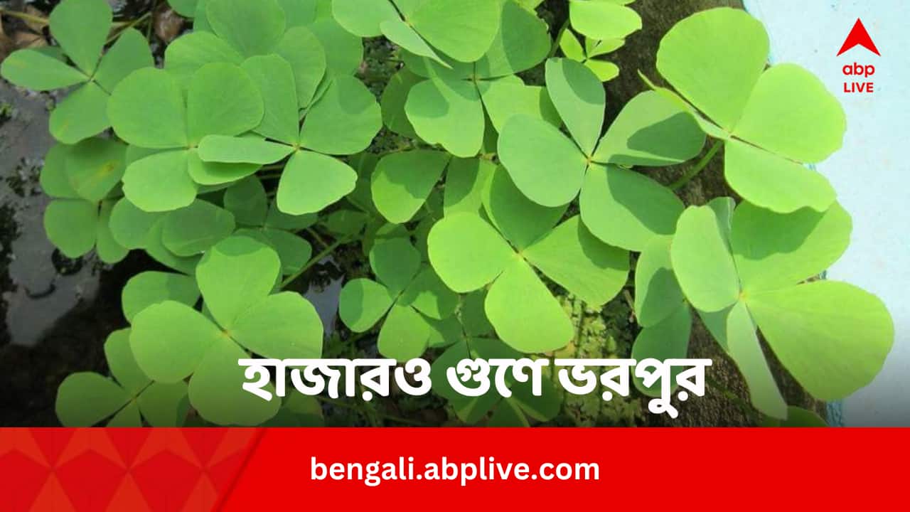 Bokira jinsiy erotika Qadimgi davrlarda lezbiyenlarning fotosuratlari