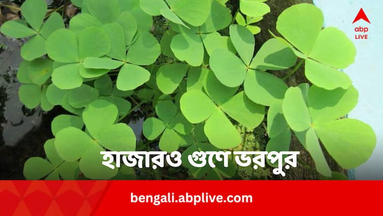 Marsilea Quadrifolia Shushni Shak Top 11 Health Benefits And 3 side effects In Bengali Marsilea Quadrifolia Benefits: গুণের ভাণ্ডার যেন শুষনি শাক, নিয়মিত খেলে দূরে থাকে কঠিন সব রোগও