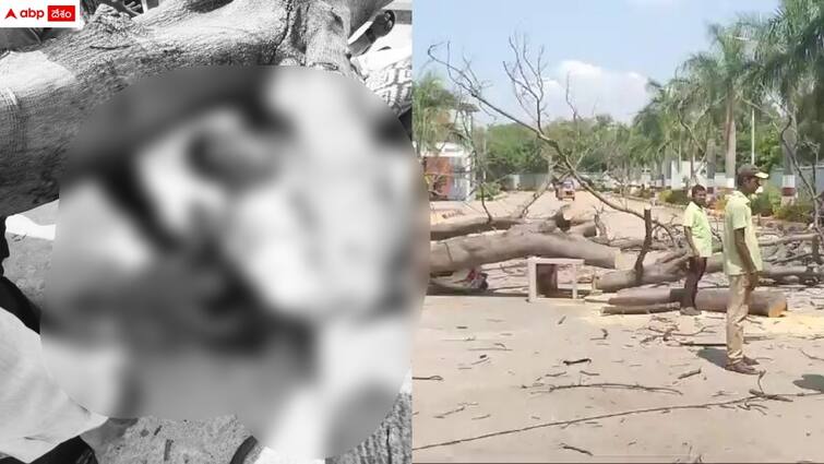 tree collapsed on couple in hospital premises in hyderabad Hyderabad News: ఆస్పత్రికి వెళ్తే దంపతులపై పడిన వృక్షం - భర్త మృతి, భార్యకు తీవ్రగాయాలు