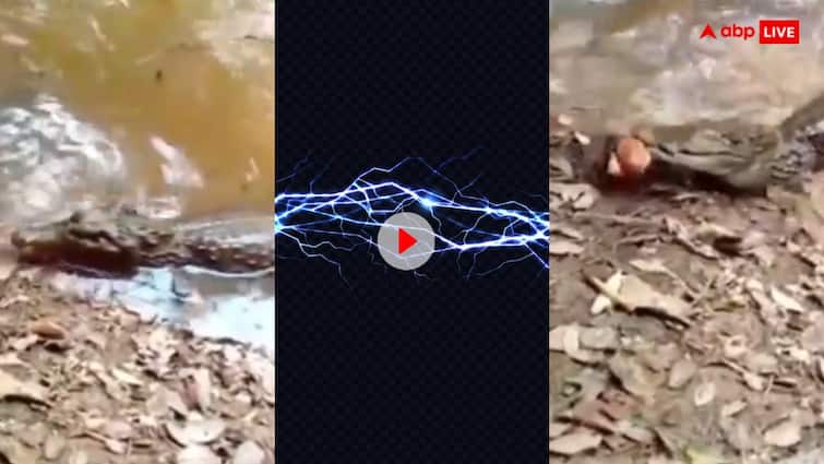Electric eel kills a crocodile with its current video goes viral Video: मगरमच्छ को मछली का शिकार करना पड़ा भारी, मुंह में दबाते ही लगा कई वोल्ट का झटका- वीडियो वायरल