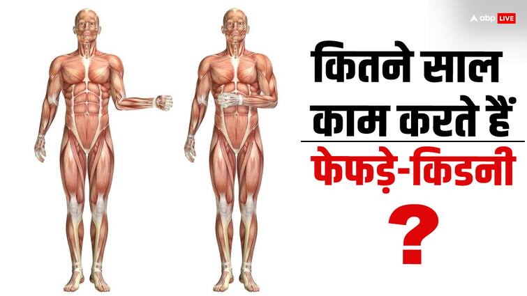 What is the maximum number of years a person can live How long do lungs and kidneys work Human Life: एक इंसान ज्यादा से ज्यादा कितने साल तक जिंदा रह सकता है? कितने साल काम कर सकते हैं फेफड़े, किडनी