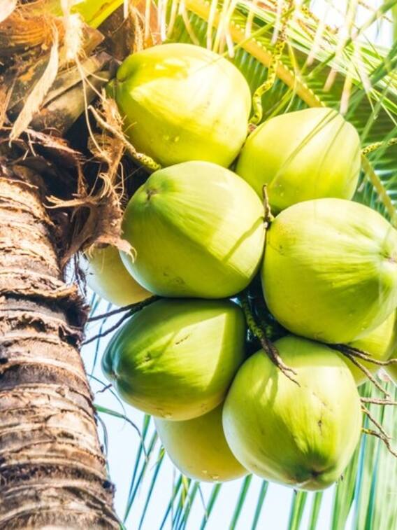 पाम आयल से हो सकते हैं ये नुकसान