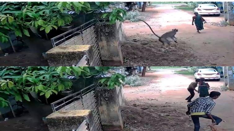 Nellai news Mandi Monkeys bite 5 people near Ambasamudram  - TNN நெல்லையில் மந்தி குரங்குகள் அட்டகாசம்...! சிறுவர்களை தாக்கியதால் பதரும் மக்கள்..!