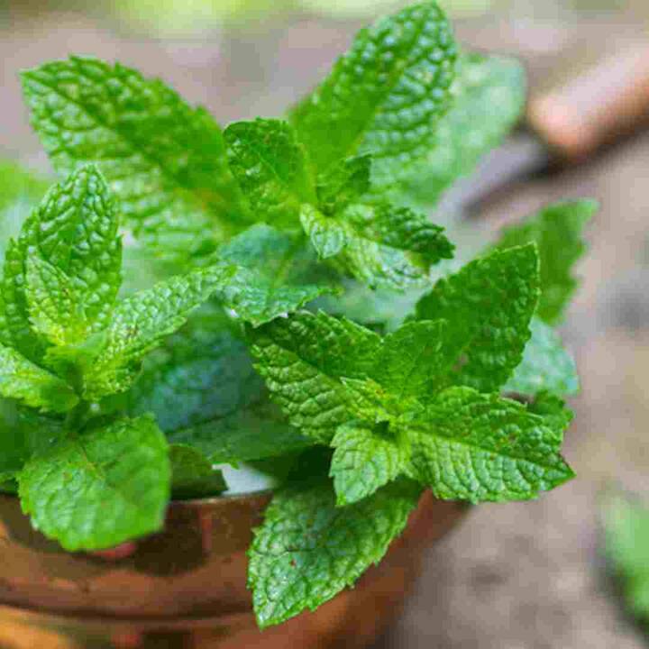 ਗਰਮੀਆਂ ਵਿੱਚ, ਚਮੜੀ ਦੀਆਂ ਸਮੱਸਿਆਵਾਂ ਜਿਵੇਂ ਕਿ ਧੱਫੜ, ਲਾਲੀ, ਮੁਹਾਸੇ, ਮੁਹਾਸੇ ਬਹੁਤ ਵੱਧ ਜਾਂਦੇ ਹਨ ਅਤੇ ਪੁਦੀਨੇ ਵਿੱਚ ਮੌਜੂਦ ਐਂਟੀਆਕਸੀਡੈਂਟ ਅਤੇ ਠੰਢਕ ਗੁਣ ਚਮੜੀ ਨੂੰ ਠੀਕ ਕਰਨ ਦੇ ਨਾਲ-ਨਾਲ ਇਨ੍ਹਾਂ ਚਮੜੀ ਦੀਆਂ ਸਮੱਸਿਆਵਾਂ ਤੋਂ ਛੁਟਕਾਰਾ ਪਾਉਣ ਵਿੱਚ ਕਾਰਗਰ ਹਨ।