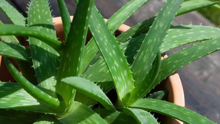 Business Idea Aloe vera cultivation is proving to be a profitable deal for farmers Business Idea: ਕਿਸਾਨਾਂ ਲਈ ਲਾਹੇਵੰਦ ਸੌਦਾ ਸਾਬਤ ਹੋ ਰਹੀ ਹੈ ਐਲੋਵੇਰਾ ਦੀ ਖੇਤੀ, ਕਰ ਸਕਦੇ ਹਨ ਮੋਟੀ ਕਮਾਈ