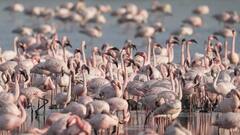 जहां गिरा था बिलबोर्ड वहां पक्षियों के चीथड़ों की हुई बारिश, विमान से एकसाथ टकराए 30 'फ्लेमिंगो' फिर ऐसा था घाटकोपर का मंजर