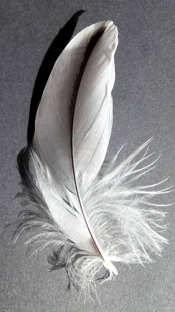 वास्तुशास्त्रानुसार 'या' पक्ष्याचे तुटलेले पंख घरात ठेवणे शुभ आहे