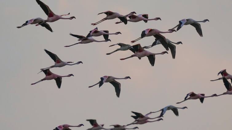 Emirates flight collided with birds, 29 flamingos died In mumbai Emirates की फ्लाइट से टकराए पक्षी, 32 फ्लेमिंगो की मौत, जहाज को भी पहुंचा नुकसान