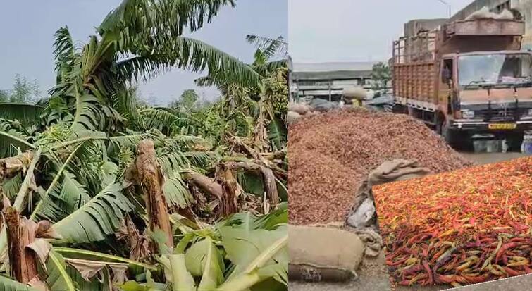 vidarbha weather update news unseasonal rain banana crop loss affected extensively damaged in akola washim nagpur imd maharashtra marathi news Unseasonal Rain : विदर्भात पुन्हा अवकाळी पावसाचं थैमान! धान्य भिजलं, केळी पिकांचेही प्रचंड नुकसान