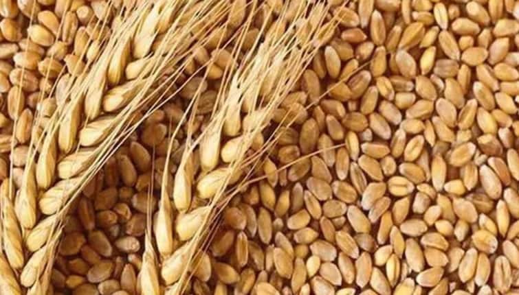 Wheat Procurement News Govt buys large quantities of wheat, Punjab Haryana leads wheat procurement सरकार गेल्या वर्षीचा गहू खरेदीचा विक्रम मोडणार, आत्तापर्यंत कोणत्या राज्यातून किती खरेदी?