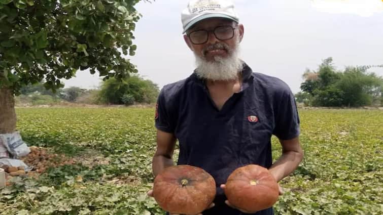 Success Story of melons farmers in up melons Cultivation farmers agriculture news  पारंपारिक पिकांना बगल, खरबूज लागवडीतून दोन महिन्यातच मिळवला लाखो रुपयांचा नफा