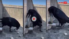 पानी में कंकड़ डालते कौवे का वीडियो वायरल, लोगों को याद आई थ्रस्टी क्रो की कहानी