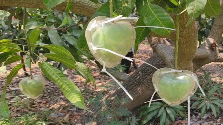 A farmer in Valsad made a different heart shaped mango Valsad: વલસાડના પ્રગતિશીલ ખેડૂતે અદભુત કમાલ કરતા દિલ આકારની કેરી પકવી, જોઈને તમે ખુશ થઈ જશો