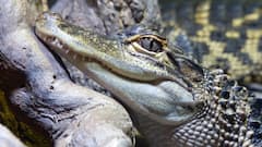 Crocodile: भोजन करते समय रोता है ये जानवर, बेहद रोचक है इसके पीछे की वजह