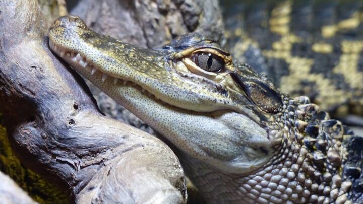 खाना खाने की पसंद और तरीका भी हर किसी का अलग-अलग होता है. लेकिन सबके बीच एक सामान्य बात ये है कि खाना हर किसी को चाहिए. बिना भोजन के कोई इंसान और जानवर जीवित नहीं रह सकता है.