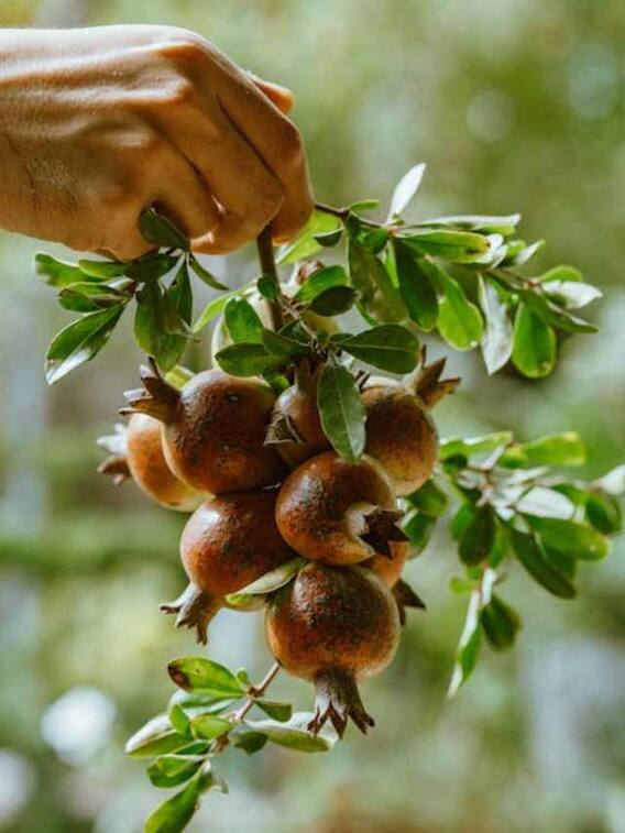 घर में कैसे लगाएं अनार का पौधा