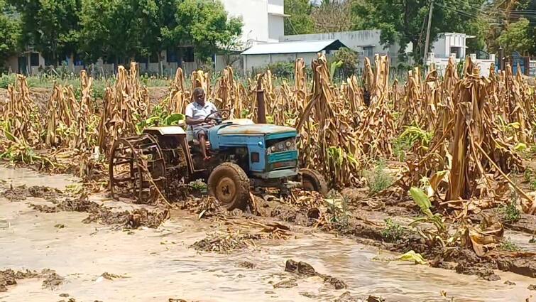 Agriculture news summer rain farmer preparing for the next crop in Dharmapuri - TNN கை கொடுக்காத வாழை, கண் திறந்த கோடை மழை; அடுத்த பயிருக்கு தயாராகும் விவசாயி