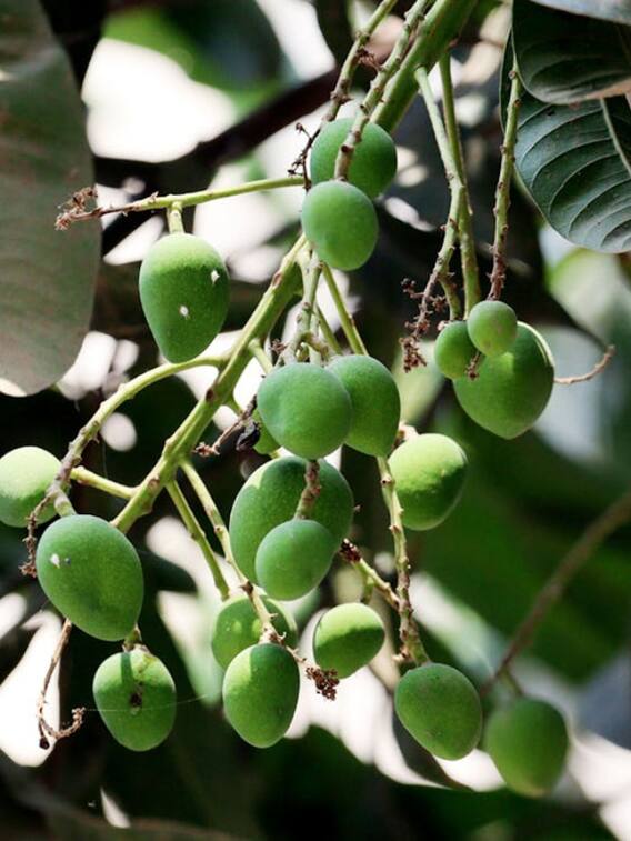 आम का पेड़ कितने साल में आम देने लगता है?