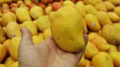 वो आम जिसके एक पीस की कीमत जान उड़ जाएंगे होश, शाही परिवारों के लिए होती थी खेती