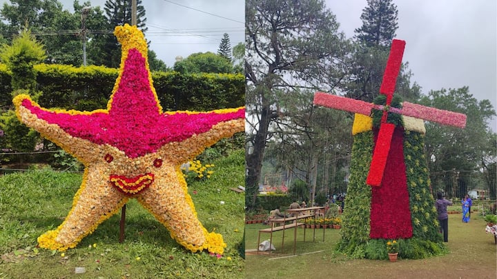 Yercaud 47th Flower Show : ஏற்காடு ரோஜா என்றழைக்கப்படும் டேலியா மலர்கள் மட்டும் 6 ஆயிரத்திற்கும் மேற்பட்ட தொட்டிகளில் பூத்து குலுங்குகின்றன