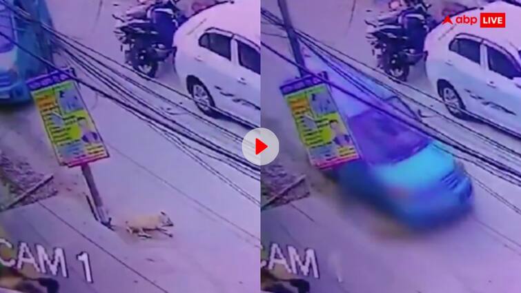 Car crushed dog who was sleeping at road cctv video viral Video: सड़क पर सो रहे कुत्ते को कुचलते हुए आगे निकला कार ड्राइवर, सीसीटीवी में कैद हुआ वीडियो