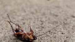 Cockroach: धरती पर कॉकरोच सबसे पुराना कीट, हर स्थिति में खुद को रख सकता है जिंदा