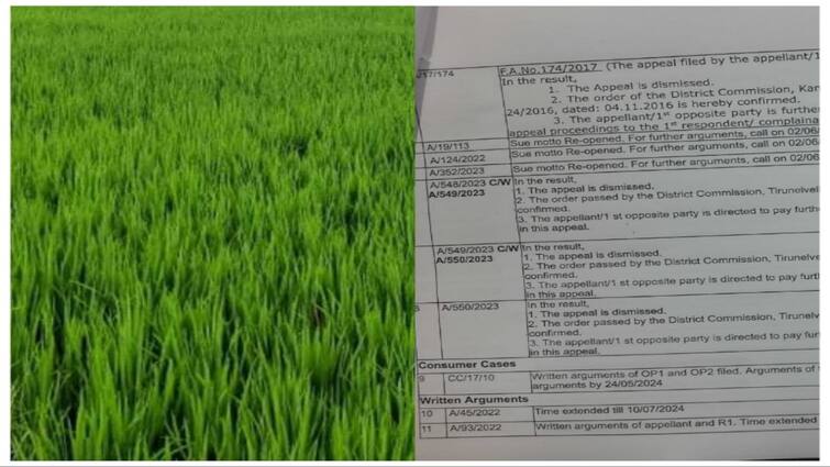 Tirunelveli Farmers complain with loss of paddy crops Consumer Court judgement - TNN நஷ்டமான நெற்பயிர்கள்! முறையீடு செய்த விவசாயிகளின் துயர் துடைத்த நுகர்வோர் நீதிமன்றம்..!