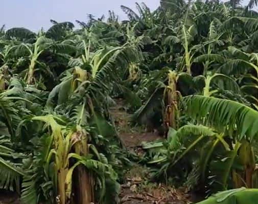 राज्याच्या विविध भागात अवकाळी पावसाचा (Unseasonal rain) जोर पाहायला मिळत आहे. या अवकाळी पावसाचा शेती पिकांना मोठा फटका बसत असल्याचं चित्र पाहायला मिळत आहे.