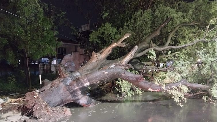 Water truck damaged due to falling tree in Coimbatore due to heavy rain கோவை: தொடர் கனமழை: தண்ணீர் லாரி மீது வேரோடு சாய்ந்த மரம்!