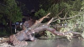 கோவை: தொடர் கனமழை: தண்ணீர் லாரி மீது வேரோடு சாய்ந்த மரம்!