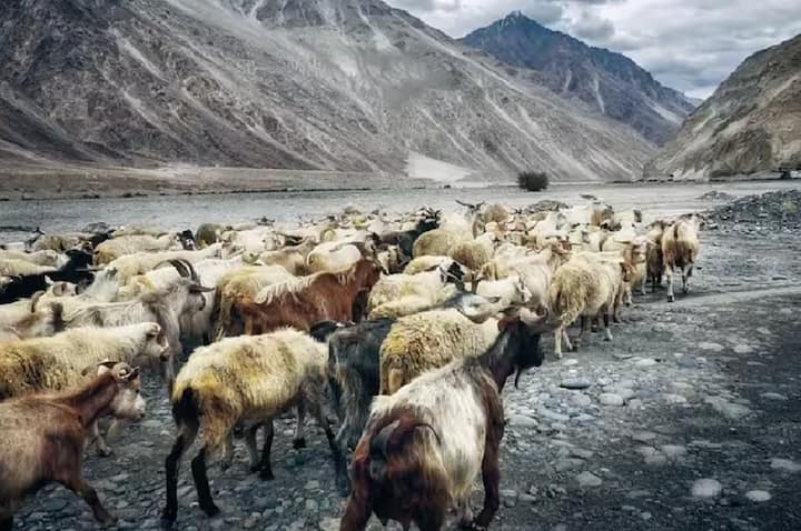 ਤੁਹਾਨੂੰ ਕਿਰਾਏ ਦੇ ਅਨੁਸਾਰ ਪੈਕੇਜ ਲਈ ਫੀਸ ਅਦਾ ਕਰਨੀ ਪਵੇਗੀ। ਸਿੰਗਲ ਆਕੂਪੈਂਸੀ ਲਈ ਤੁਹਾਨੂੰ 65,670 ਰੁਪਏ, ਡਬਲ ਆਕੂਪੈਂਸੀ ਲਈ 60,755 ਰੁਪਏ ਅਤੇ ਟ੍ਰਿਪਲ ਆਕੂਪੈਂਸੀ ਲਈ ਤੁਹਾਨੂੰ 60,200 ਰੁਪਏ ਪ੍ਰਤੀ ਵਿਅਕਤੀ ਦੇਣੇ ਪੈਣਗੇ।