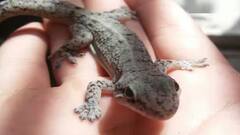 Astrology: માથા પર ગરોળી પડવી શુભ હોય છે કે અશુભ?