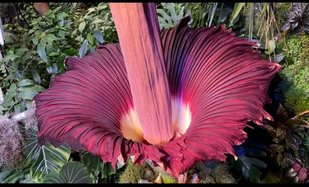 जगातील सर्वात दुर्गंधी फुल, 12 फूट उंच; अनेक वर्षातून एकदा Which is the smelliest flower in the world it blooms once in many years gk marathi news जगातील सर्वात दुर्गंधी फुल, 12 फूट उंच; अनेक वर्षातून एकदा