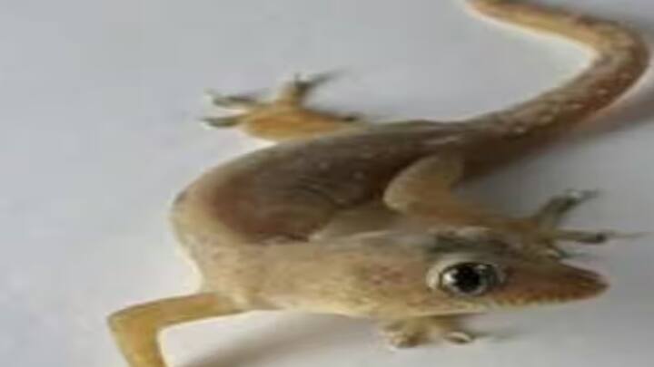 Astrology: જ્યોતિષશાસ્ત્રમાં ગરોળીનું પડવું કઇ બાબતનો સંકેત આપે છે, શું આ શુભ હોય છે કે અશુભ હોય છે. જાણો