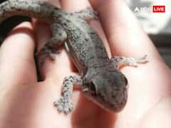 Astrology: सिर पर छिपकली का गिरना अशुभ होता है या बहुत ही शुभ?