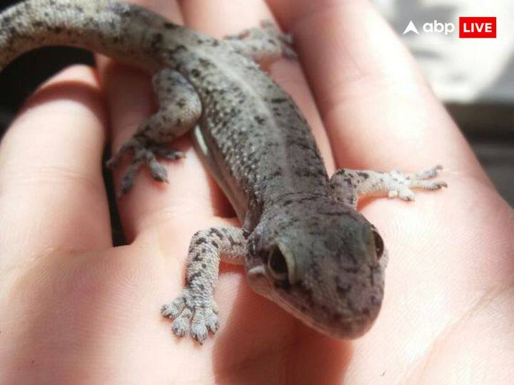 ज्योतिष शास्त्र के अनुसार अगर छिपकली आपके सिर पर गिरती है तो इसे बहुत ही शुभ माना जाता है. इसका अर्थ है आपके मान-सम्मान में वृद्धि होगी.