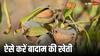 Almond Farming: कैसे होती है बादाम की खेती, कितना आता है खर्च