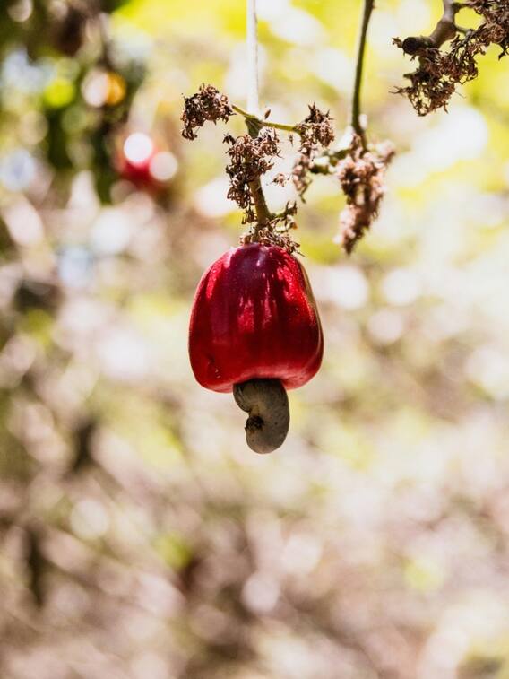 काजू का पेड़ कितने दिन में बड़ा होता है? घर पर लगा सकते हैं?