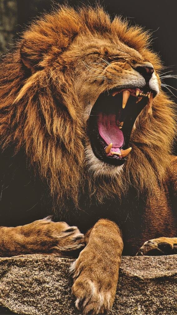 सिंहासारख जगायला शिकवतात आचार्य चाणक्यचे हे विचार!