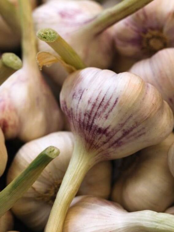 लहसुन खाने से हो सकती हैं ये दिक्कतें